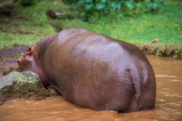 Hippo backside 