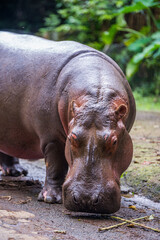 Hippo portrait 1