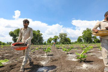 Indian farmer spreading fertilizer in the Banana field