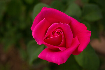 Flor natural color rosa mexicano rosas flores jardín mexicano floristas rosas naturales mexicanas 