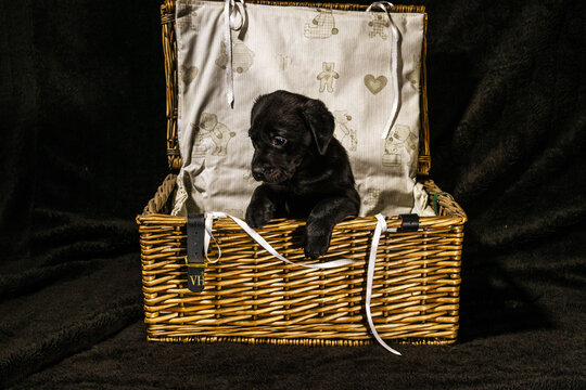 black lab in a basket