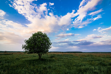 Fototapeta na wymiar summer landscape with a lonely tree in a field with green grass under a sky in the morning