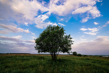 summer landscape with a lonely tree in a field with green grass under a sky in the morning