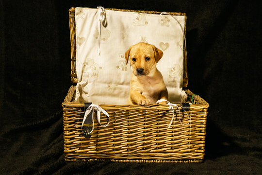 puppy basket
