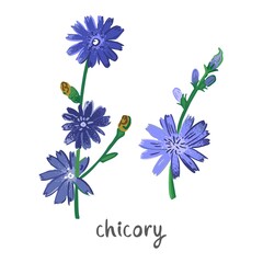 Chicory plant with flowers, leaves isolated on white. Field summer flower for alternative treatment, traditional medicine, home decor. Plant element for a bouquet of wild herbs. Vector illustration