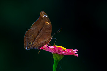 Fototapeta premium Flowers daisies in summer spring meadow on background blue sky with white clouds, flying orange butterfly, wide format. Summer natural idyllic pastoral landscape, copy space.