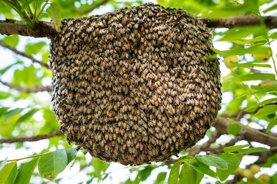 Close-up photo at a big honeycomb with many bees on it, found in the natural jungle.