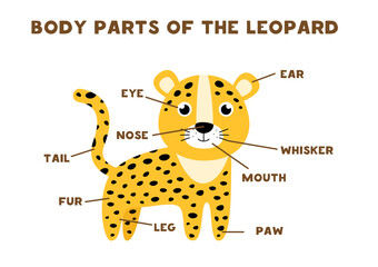 Fototapeta premium Body parts of the leopard. Scheme for children.