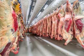 Lots of beef carcasses hang in the large refrigerator. Refrigerating chamber for preliminary...