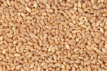 Wheat grain on white background