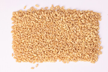 Wheat grain on white background