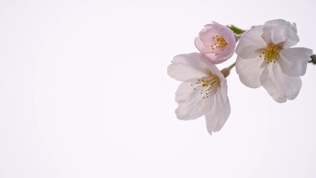 咲いたばかりの桜のクローズアップ　画面左側にスペースあり