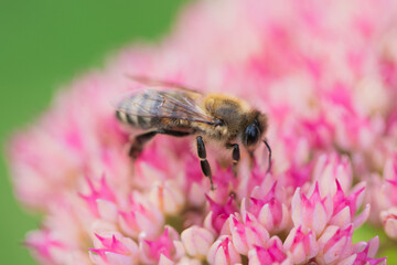 Honey bees collect pollen Spiraea flower. Macro shot.
