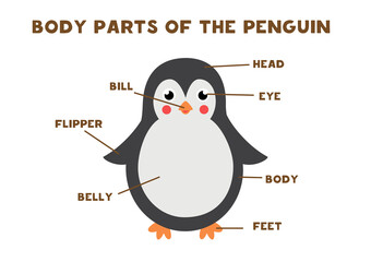 Body parts of the penguin. Scheme for children.