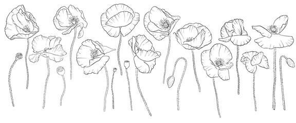 vector drawing red poppy flowers - obrazy, fototapety, plakaty