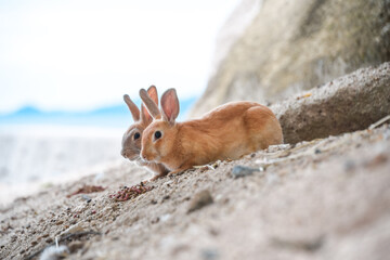 cute little bunnies