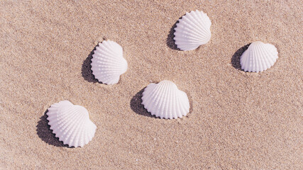 Summer background beach with seashells, starfishes on sand ocean background. Copy space. Road frame set.