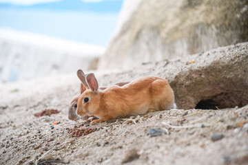two little bunnies
