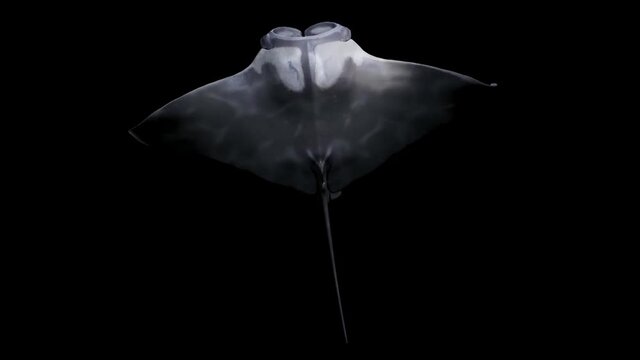 Top view of a Manta Birostris migrating alone in the ocean, 3D rendered with Alpha