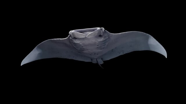 A Manta Birostris migrating alone in the ocean, swimming with its huge triangular pectoral fins