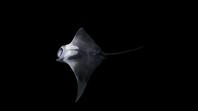 Side view of a Manta Birostris swimming alone in the ocean, 3D rendered with Alpha