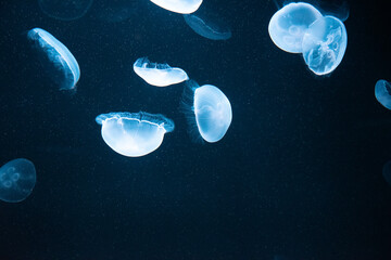 Naklejka na ściany i meble jellyfish floating in the water
