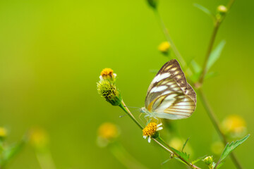 Flowers daisies in summer spring meadow on background blue sky with white clouds, flying orange butterfly, wide format. Summer natural idyllic pastoral landscape, copy space.