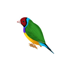 Fototapeta na wymiar drawing bird, Gouldian finch