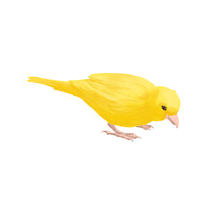 drawing bird, yellow canary