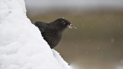 bird, natur, amsel, wild lebende tiere, black, tier, schnabel, wild, schnee