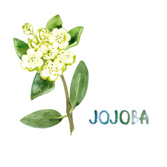 Jojoba blooming bush branch with white flowers and light green leaves. Fowering Quinine nut. Simmondsia chinensis cosmetic skin hair oil product. Close-up iIllustration isolated on white background