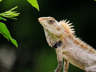 Garden lizard upclose..
