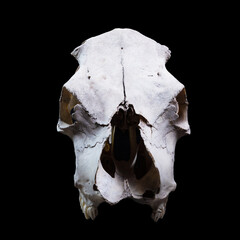 Animal skull on a black background.