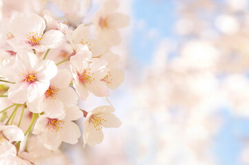 Fototapeta premium 桜の花 青空