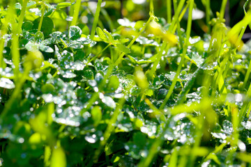 Fototapeta na wymiar grama jovem primavera após chuva em gotas de água. 