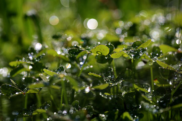 primeira grama de primavera em gotas de água depois da chuva. 