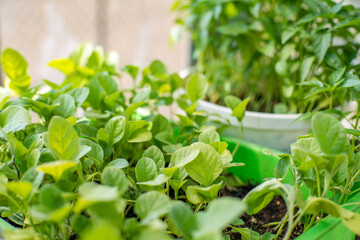 young seedlings in a greenhouse.