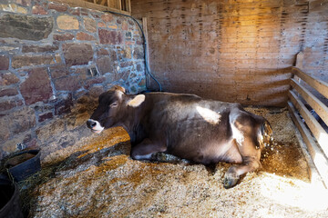 Resting, solitary white spotted brown swiss cow in cowshed, waiting for milking system in diary farm