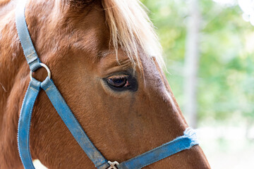 Side view half facial photo of a brown horse right eye, blue bridle, facing right