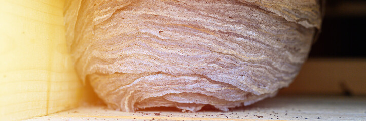 a nest or a hive of wild wasps in a niche under the roof of a wooden village house. banner. flare