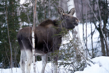 Close up shot of a moose in the wild winter forest. When it is cold in the mountains the moose are...