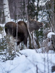 Close up shot of a moose in the wild winter forest. When it is cold in the mountains the moose are...