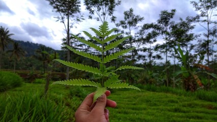 fern in the hand