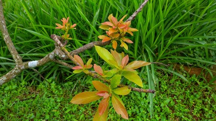 Young avocado leaves