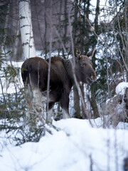 Close up shot of a moose in the wild winter forest. When it is cold in the mountains the moose are...