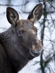 Close up shot of a moose in the wild winter forest. When it is cold in the mountains the moose are coming down to the village.  Shot in Gol, Hallingdal.