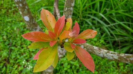 Young avocado leaves