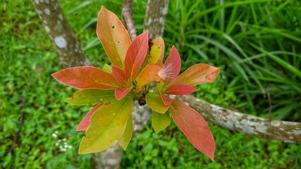 Young avocado leaves 