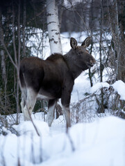 Close up shot of a moose in the wild winter forest. When it is cold in the mountains the moose are coming down to the village.  Shot in Gol, Hallingdal.