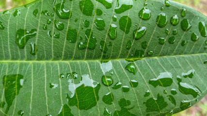 water drops on green leaf